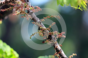 Closeup of gooseberry growth on the tree photo